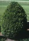 Techny Arborvitae
